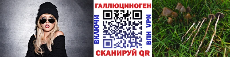 Купить закладки  Новороссийск  Псилоцибиновые грибы прущие грибы 